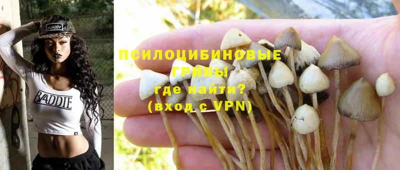 MEGA онион  Задонск  Псилоцибиновые грибы Psilocybe 